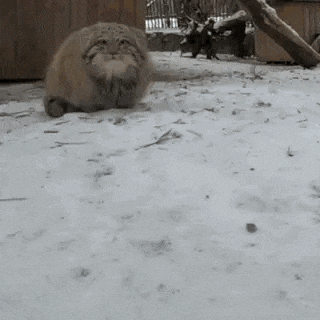 Pallas Cat